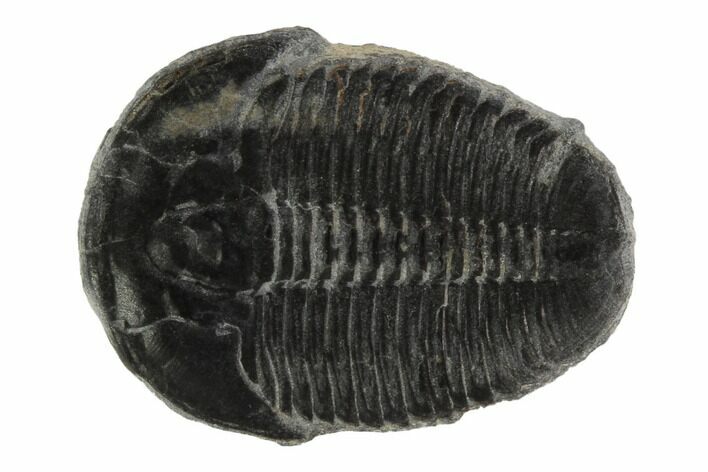 Elrathia Trilobite Fossil - Wheeler Shale, Utah #97127